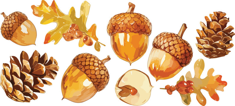 acorn watercolor clipart	