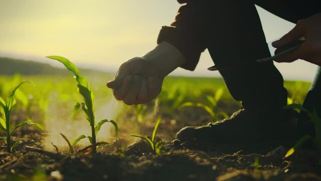 On an industrial corn plantation, an agronomist studies the growth rate and climbing energy of young seedlings, entering the collected data into a digital tablet. A modern approach to agronomy