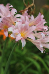 Fototapeta premium pink flowers growing in the garden