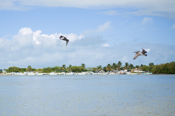 coastal seabirds pelicans flying over sandy shore island beach of gulf of Mexico