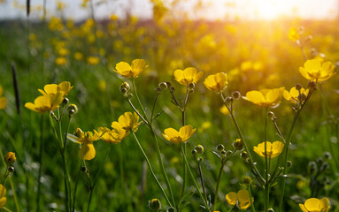Spring yellow flowers on a field