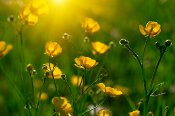 Obraz premium Spring yellow flowers on a field