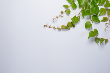 Parthenocissus twig (wild grape) with green leaves in a corner arrangement isolated on white background. Top view, Flat lay. Space for text. 