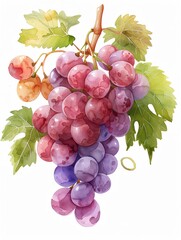 Fototapeta premium Watercolor illustration of a bunch of grapes on the vine, grape watercolor, fruit and foliage