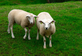 Fototapeta premium Sheep on green grass