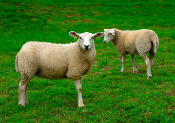 Sheep on green grass
