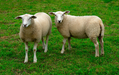 Sheep on green grass