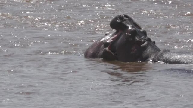 hippopotamus fighting in the water.