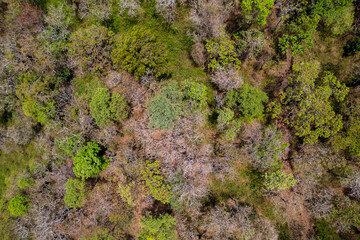 An aerial view of a forest in winter in South India reveals a tapestry of tree colors, with rich greens and subtle browns creating a serene mosaic.