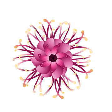 Beautiful floral pattern, decorative element