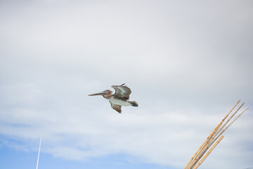 coastal seabirds pelicans flying over sandy shore island beach of gulf of Mexico