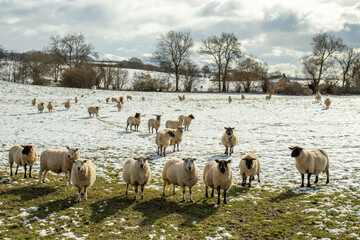 sheep in the snow