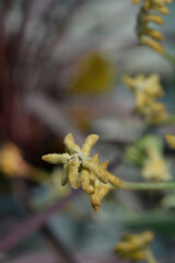 Kangaroo Paw flower buds