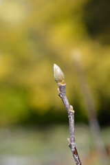 Magnolia Susan branch with buds