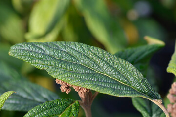 Wrinkled viburnum leaves