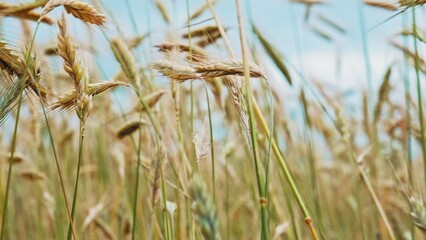 Golden Wheat Secale Ears Swaying in Wind before Harvest Season