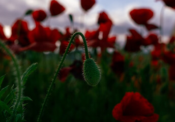 red poppy flower just before opening