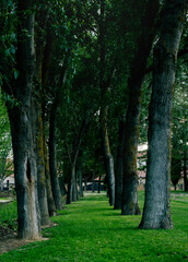 Fototapeta premium path along the trees in the park