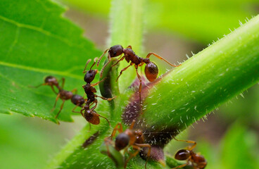 イタドリ蜜腺に集まるシワクシケアリ © 聡 足立