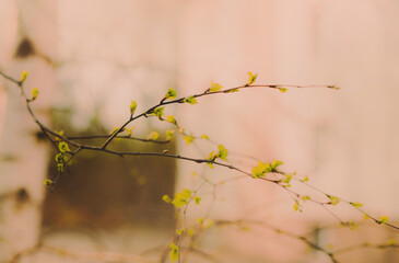 On the thin branches of a birch tree, green young leaves are growing on a warm spring day. It's beautiful to see nature in its full bloom.