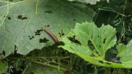 Slimy Snail Slug Pest Eating Brudock Plant Biting Through Leaves