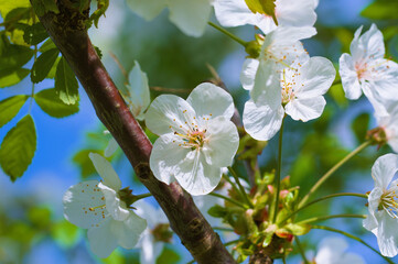 Blüten an einer Vogelkirsche (lat.: Prunus avium) im Frühling, Blühender Baum - Makro, Details