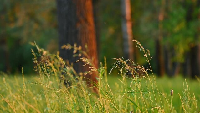 Close up of grass swinging on wind. Evening in forest, last warm sun rays illuminating grass in forest, tree trunks on background