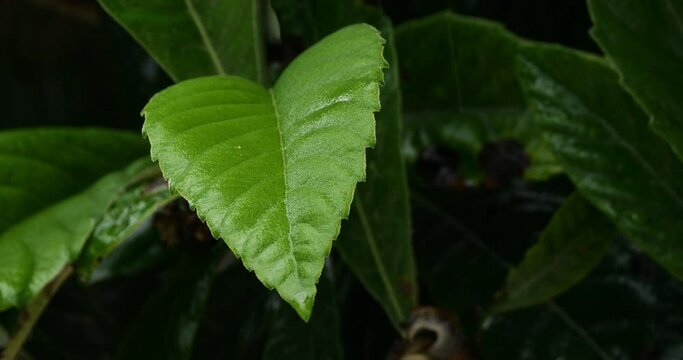 Rain and droplets on leaves of Mespilus germanica.