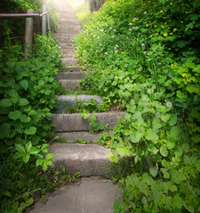 Old stairs in the forest