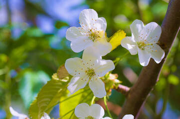 Blüten an einer Vogelkirsche (lat.: Prunus avium) im Frühling, Blühender Baum