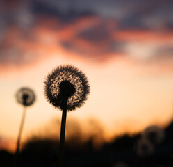 Dandelion silhouette on sunset background