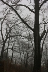 tree in the fog
