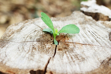 Green sapling growing from old tree stump