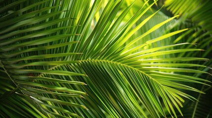 Obraz premium Close up of attractive palm tree leaves with space for text focused view