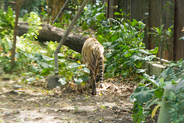 a sumatran tiger