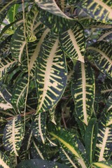 close up of a fern