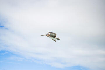 coastal seabirds pelicans flying over sandy shore island beach of gulf of Mexico