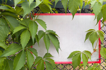Blank Sign with Green Leaves Background