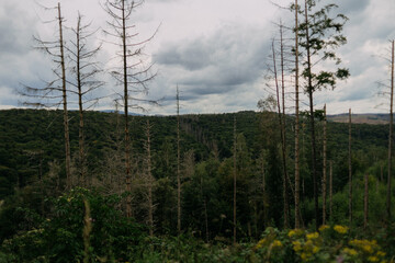 Beautiful scene of landing flight on the forest tree region in spring summer time season to trip to nature natural travel outdoor hiking.