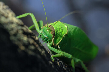 A large, bright green grasshopper. Happiness: Beautiful colors of plants and animals are in the perfect forest during the rainy season.