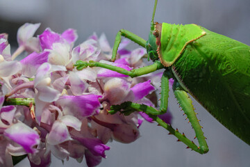 A large, bright green grasshopper. Eating purple and white orchids in the forest with happiness Beautiful colors of plants and animals in the perfect forest during the rainy season.