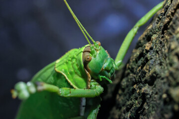 A large, bright green grasshopper. Happiness: Beautiful colors of plants and animals are in the perfect forest during the rainy season.