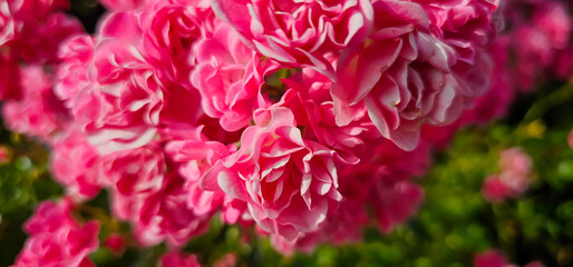 Rosa damascena, more commonly known as the Damask rose, or sometimes as Bulgarian rose, Turkish...