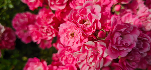 Rosa damascena, more commonly known as the Damask rose, or sometimes as Bulgarian rose, Turkish...