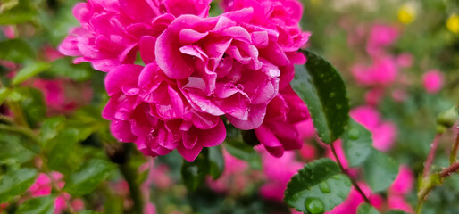 Rosa damascena, more commonly known as the Damask rose, or sometimes as Bulgarian rose, Turkish rose, Taif rose, Arab rose, is a rose hybrid, derived from Rosa gallica and Rosa moschata.