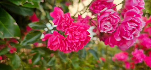 Beautiful pink roses. Damascena rose - Bulgarian rose used for perfumery. Rosa damascena close up photo.
