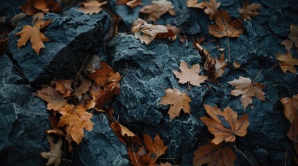 Obraz premium Dry leaves ripped in rocky locations
