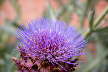 close up of flower stems