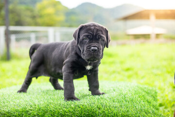 selective focus cute little black dogs Bandogs puppies Neapolitan Mastiff in perfect shape in the front yard large mixed breed dog but cute personality