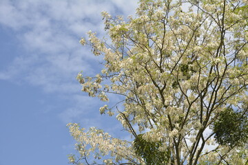 Black locust branch with flowers - Latin name - Robinia pseudoacacia